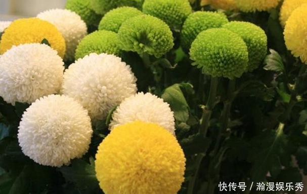 冬天冷、夏天热,养啥花好?扦插2种花卉,沾土就活、四季花开