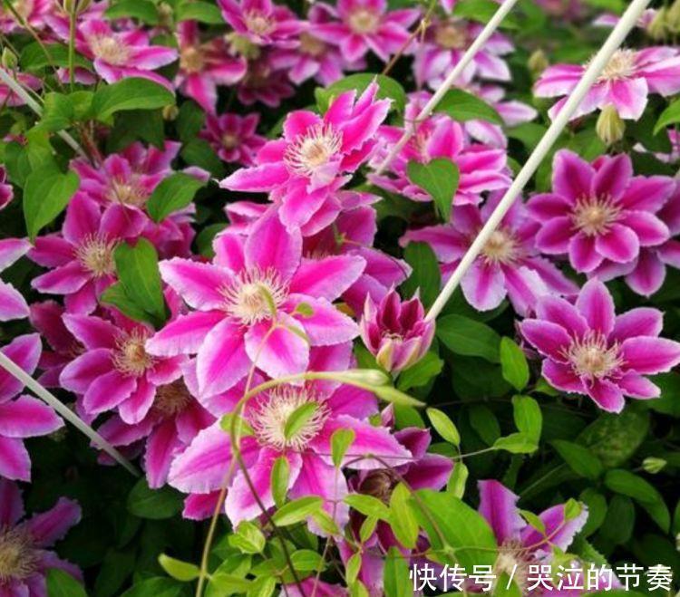 指甲花|4种花好养又漂亮，家里养一盆，满屋飘香，养庭院，十里飘香