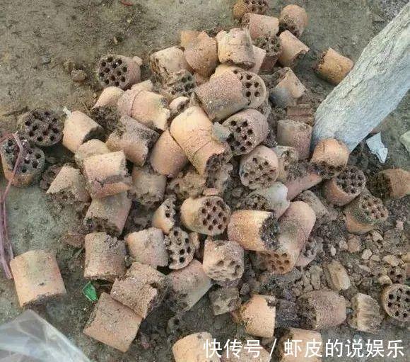 蜂窝煤种多肉,比颗粒土好用,疏松透气,10天根系长满盆