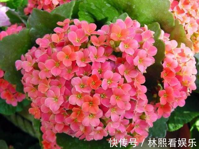 缺光照|长寿花缺了“它”变成“傻大个”就是不开花,就是欠收拾!