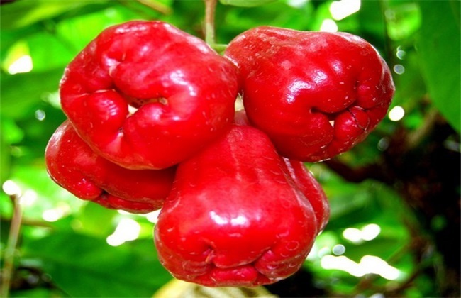 定植|促进消化、清热利尿的莲雾,农民掌握种植要点,收获吃不完的莲雾