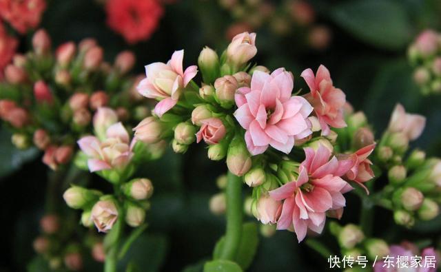 长寿花夏天有什么忌讳这3点不能做,秋天早开花、花量多