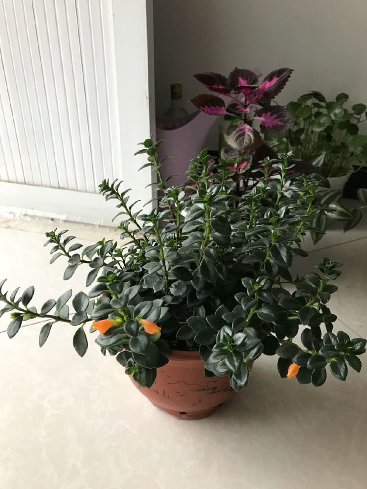 喜欢牡丹，不如养盆“珍稀品种”香云，花朵鲜红，饱满浓艳！