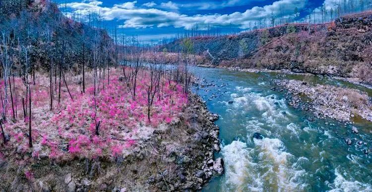 杜鹃湖畔毕拉河 醉红簇簇惹春风|美图 | 醉红簇簇惹春风