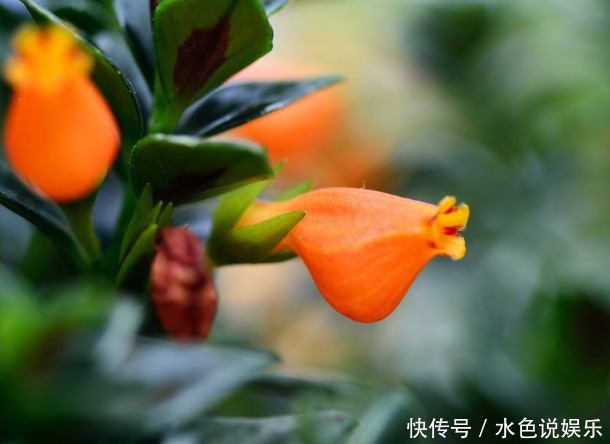 金鱼吊兰|长在枝丫的“金鱼”,你有见过吗还比真金鱼好养,快去养一盆