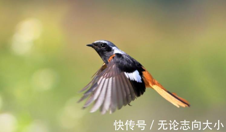 王国维&115年前,王国维在寺庙里写的妙词,专家评:最高格的无我之境