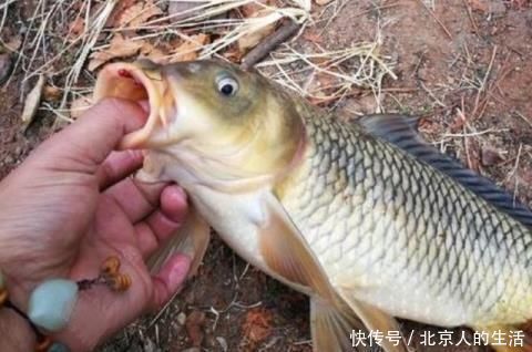 土豆粉|蚯蚓钓鱼已成过去，老渔翁教你只要2个蛋，半天就能钓90斤