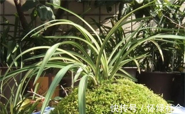 兰花常常养出“馒头堆”,这种造型好处多,预防病虫,花苞冒得多