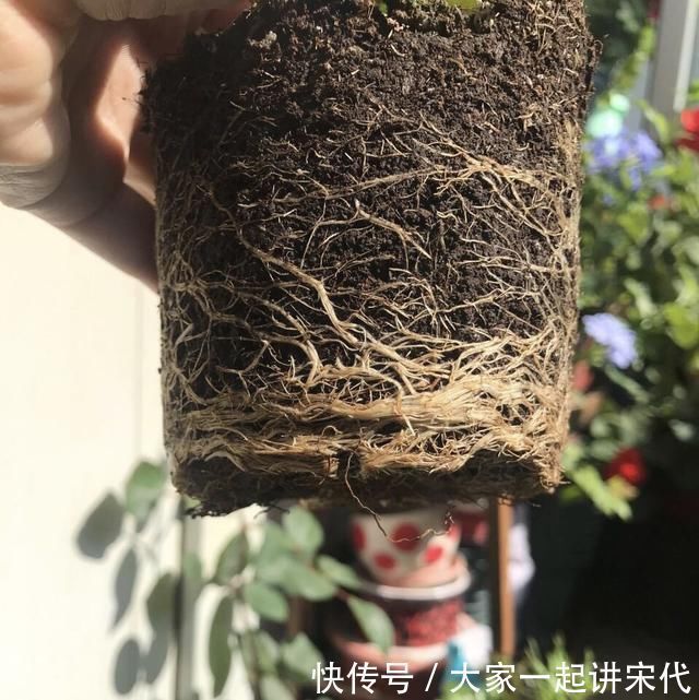 肥料|喝完的“茶叶”倒了真可惜,这么简单1处理,养花肥效足