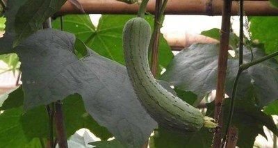 中医鬼才倪海厦：100则经方验方总结大全！千金难买，永久珍藏！