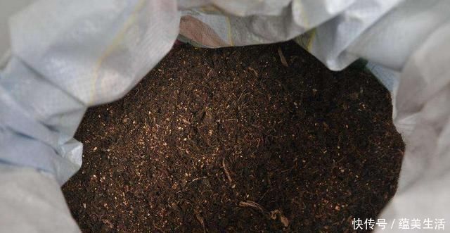 小花匠养花不死问了才知道,他只用“1种土”,难怪花都长爆了