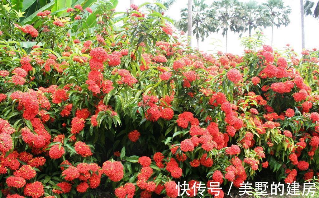 花朵|养花试试这几款,花朵迷人,花香浓烈