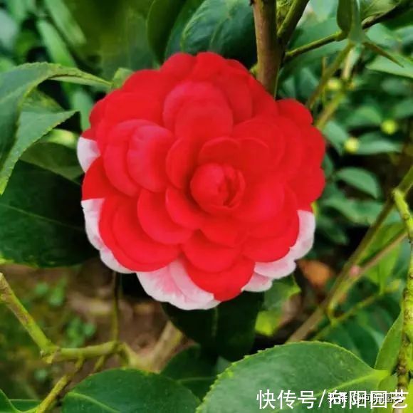 养山茶花，经常遇到的“8大难题”，老花医帮你解决，很实用