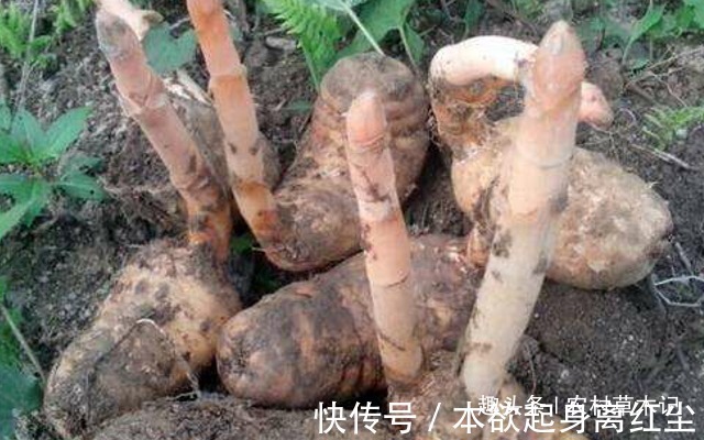 野生植物|它是何等的珍贵,您若遇见,请别再随意除掉,块根800元一斤