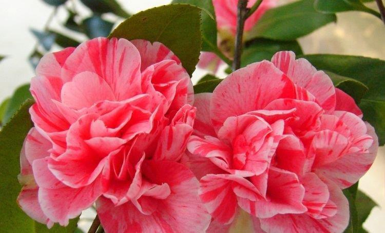 4种花养了就爆盆,沾土就能活,开花就爆盆,不易生病好养护