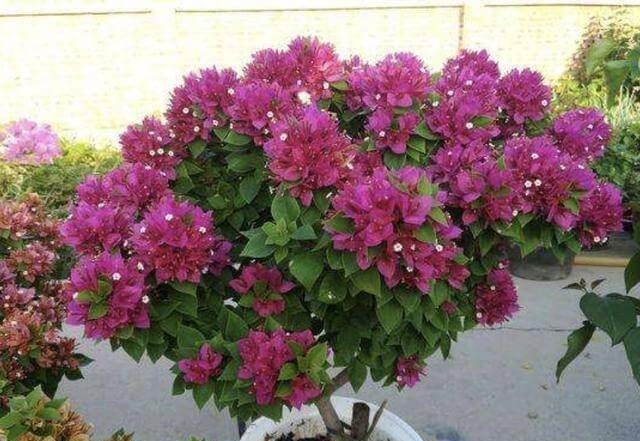 三角梅在花期“开花少”，将“4点”把握好，开花99朵，变花树！