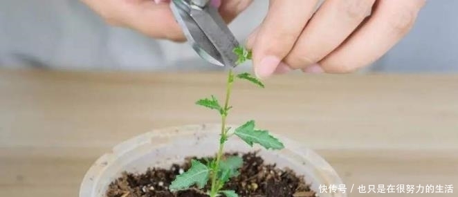 长成|小木槿养成“棒棒糖”,有一步不可少,只需一年长成小树长满花苞