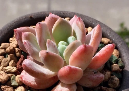 多肉红卷叶怎么养教你3个小妙招，养出鲜红绚烂的红卷叶