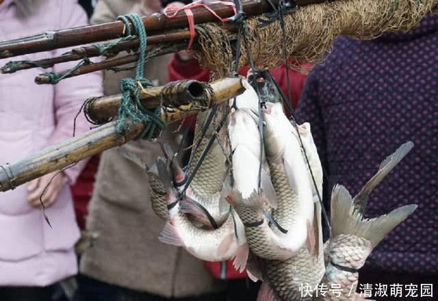 农村神奇的弓鱼术！这样绑鱼离水一天都不会死，是什么原因