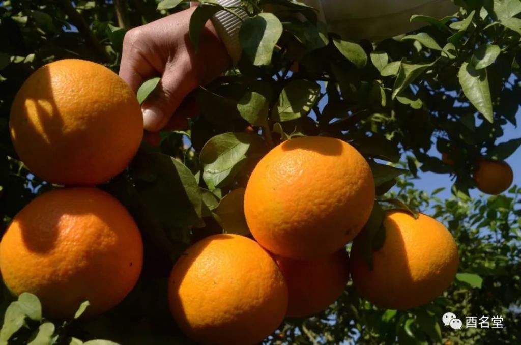 镇有|酉水河镇有位“红美人”，男女老少都爱她