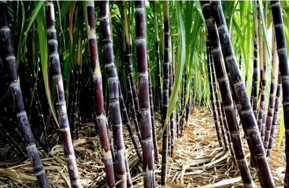 糖分|“三甜”伤肝，尽量少吃，“二苦”养肝，最好多吃，务必牢记在心