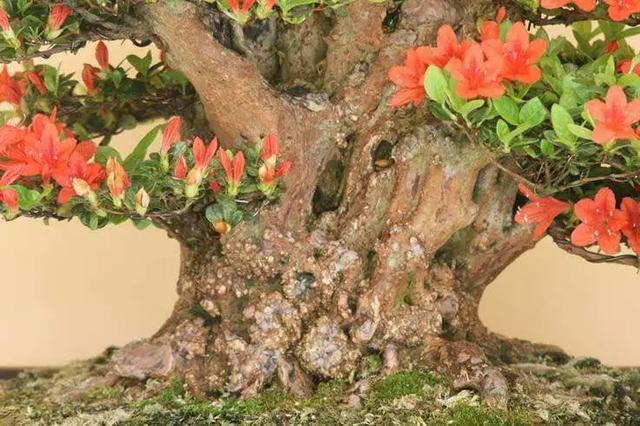 家里养盆虎皮兰，小花盆、挤着养，疯狂开花爆小崽！