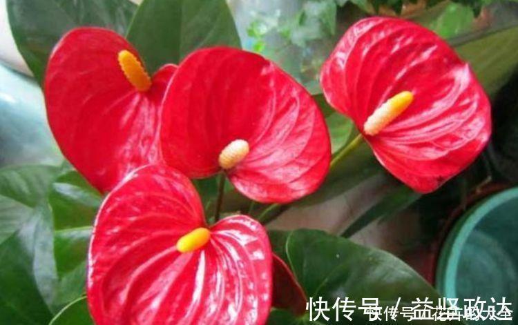 爆盆|4种花自带福气好养活,适合新手懒人养,越不管越爆盆