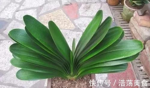 绿植|很多人觉得君子兰挑剔,很难养开花,了解几点,花苞冒不停