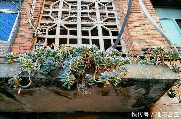 可以在外面过冬的多肉 可以在外面过冬的多肉