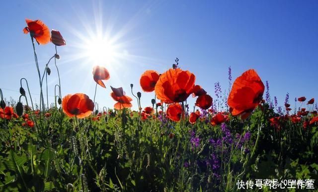  州地区拍摄|《艳丽的橙色罂粟花》活闪婆-协助拍摄