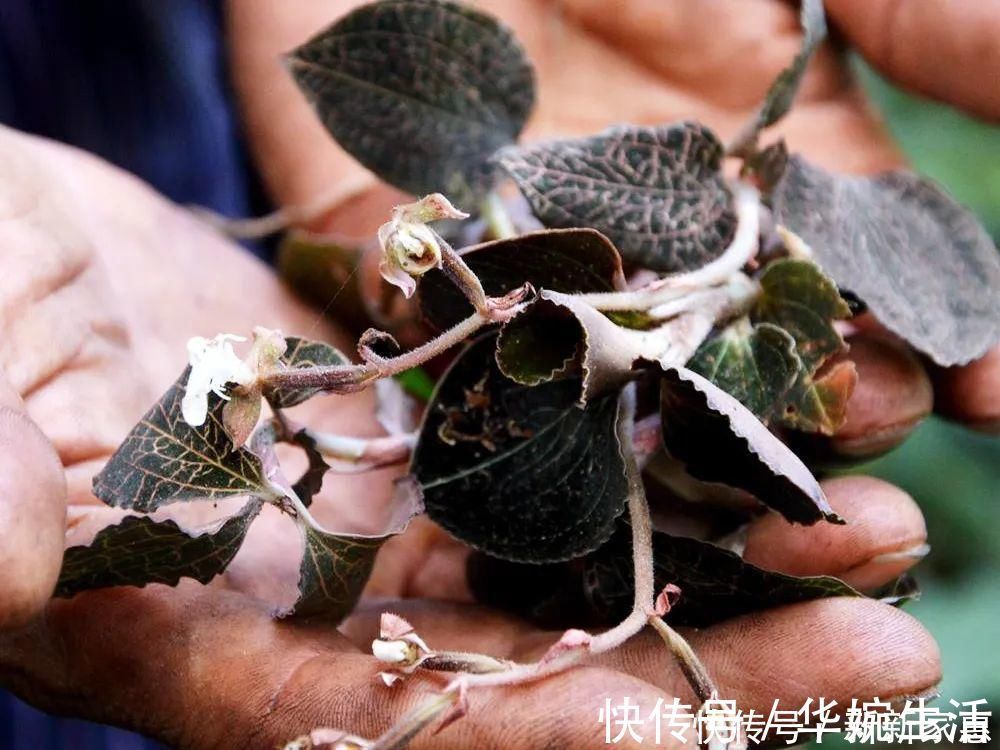 金线莲|此草一斤上千元，在民间被誉为“草中黄金”，真有那么神奇吗？