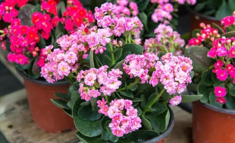 3种“看似平平无奇,实则开花惊艳”的盆栽,好养好看,轻松爆花