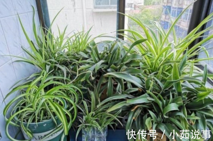 肥料|养花最容易犯的“5个错”,只要不改正,养一盆死一盆,赶紧调整