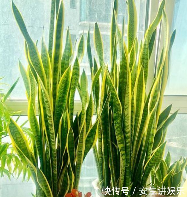 3种花自带“财运”,养家里一盆,财源广进,旺运一整年