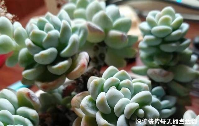 叶片|劳尔这样养，爆盆容易植株壮，叶片肥厚红晕浓，尽显欧洲文艺范儿！