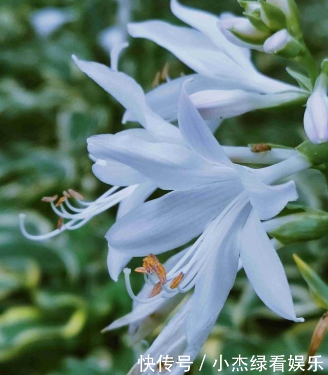  开花|冬天庭院里也能养花，玉簪特耐寒，下雪也能开花