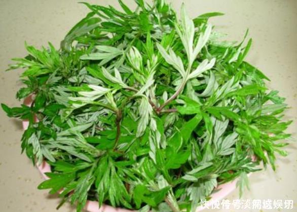 地里没人要的”野草“，腰间盘突出的“神仙草”，一用就见效