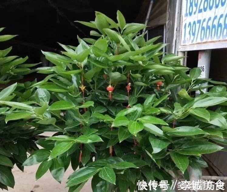 发财树|家里养花，这5种一定要养，既“招财”也“旺人”，别忽视