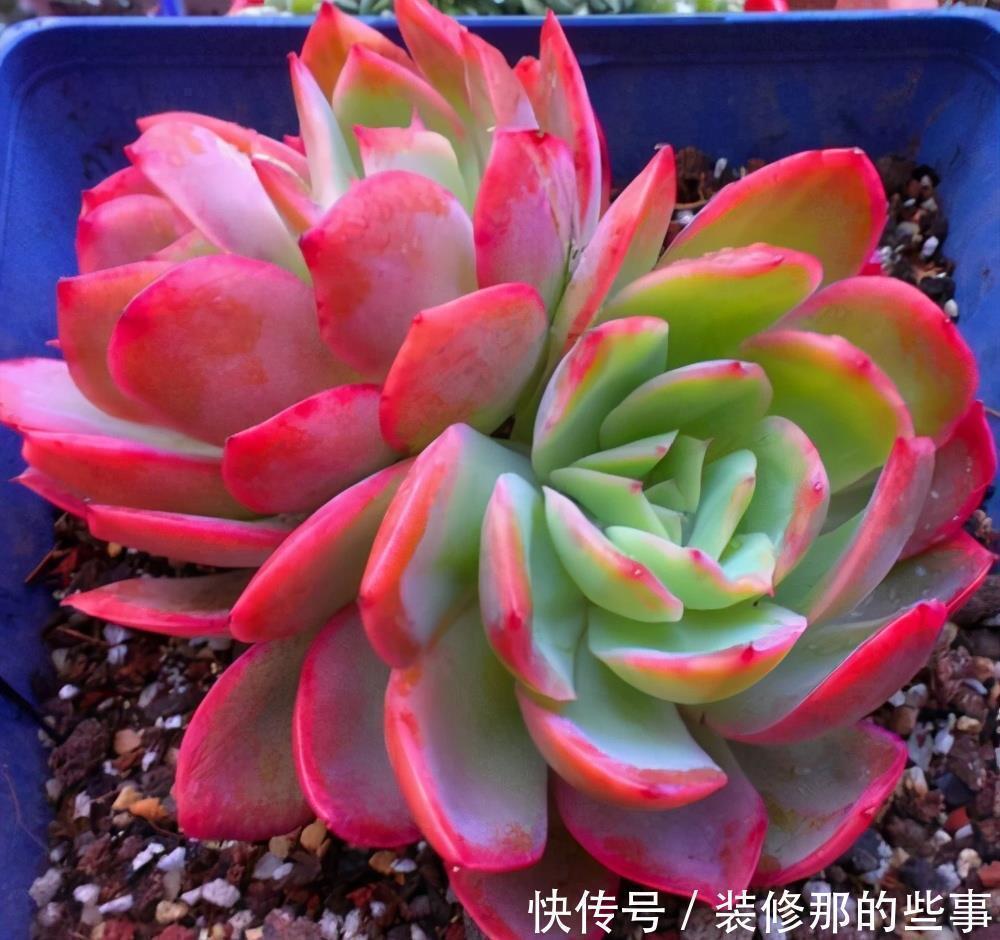 绮罗|霸气侧漏的多肉品种,越养就越值钱,度夏无压力