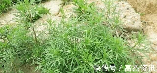我们来了|遇见“它”,请您少摘点,因为价值珍贵,且用处大