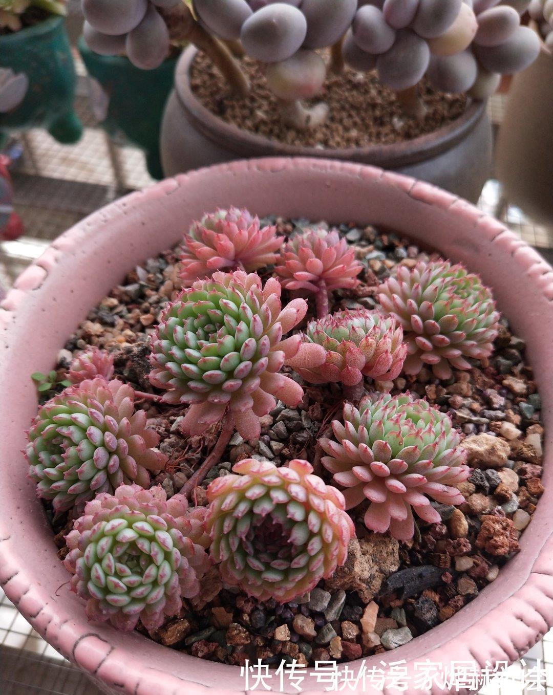 水雾|夏天温度高,不要给这“三多肉”喷水,否则易黑腐,直接化成水