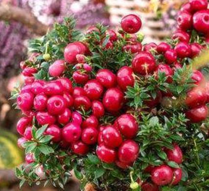 4种可以结果的小盆景,好养好看上档次,养在家里吉祥美满寓意好