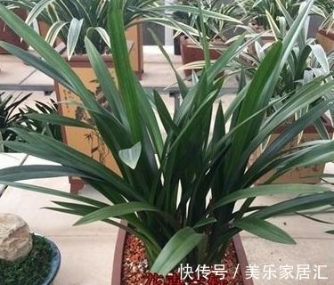 家里有4种植物,冬季一定要控制浇水,不然很容易烂根死亡