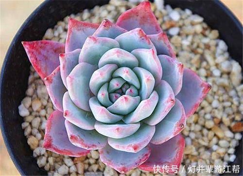 “3多肉”小苗太丑没法看,养一养,长成大苗后逆袭成“白天鹅”