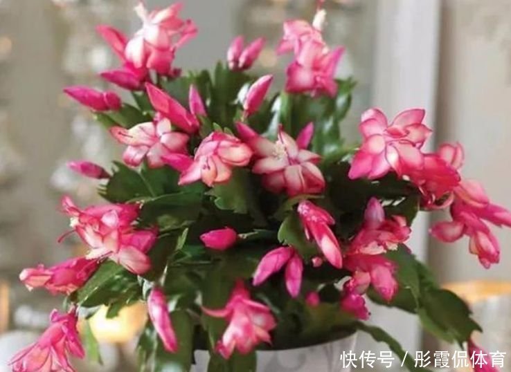 养花就养4种花,好养易活花量大,个个都是高颜值,越养越喜欢!