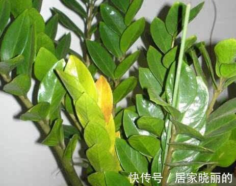 花卉|养花叶子发黄怎么办，掌握方法技巧，轻松解决问题