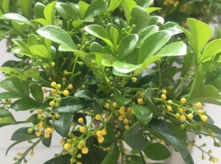 4款艳美的花卉，花大色艳花期长，一年四季花开不停，开花量大