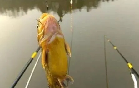 蚯蚓上鱼太慢?教你3种“作弊”的方法,鱼获轻松翻2倍!