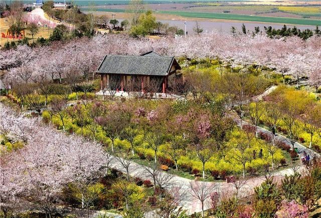 十里樱花开 粉染黄河岸