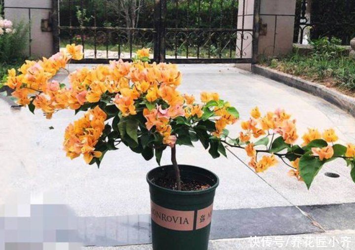 三角梅出室不能早，否则花芽全落掉，做好3步，室内开成“花球”